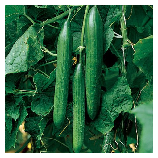 Uborka Vigorex F1 Syngenta - 100 Szem