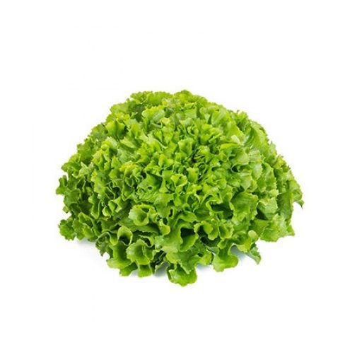 Saláta Printel (11-659) RZ Endívia - 1000 szem