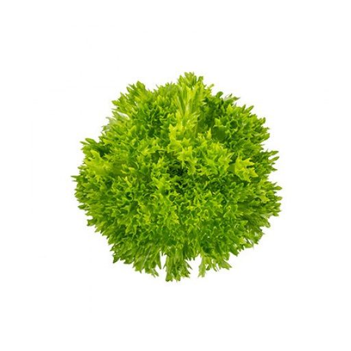 Saláta Acuario (79-47) RZ Salanova - 1000 szem