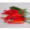 Paprika Rosso Chili ZFW - 50 szem