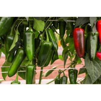 Paprika Rioverde F1 Jalapeno Bejo - 1000 szem
