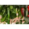 Paprika Rioverde F1 Jalapeno Bejo - 1000 szem