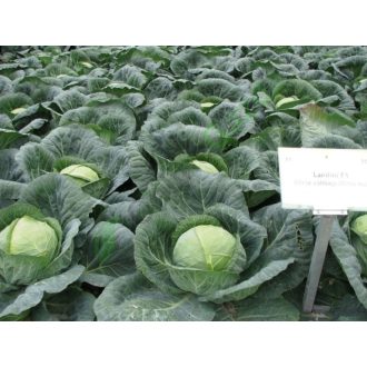 Fejeskáposzta Landini F1 YR Alfal.- 2500 szem