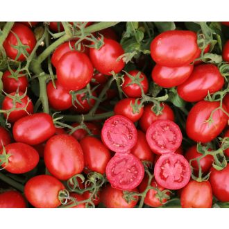 Paradicsom UG 84914 F1 Orosco - 10.000 szem