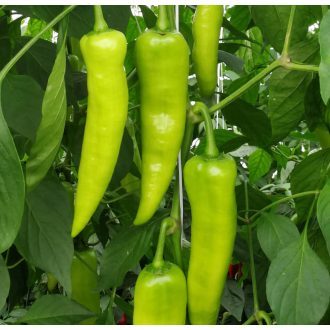 Paprika Arikan F1 Orosco - 500 szem