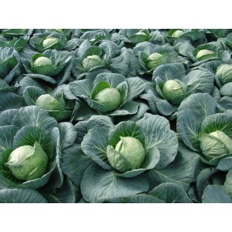 Fejeskáposzta Kalibro F1 Alfal. - 2500 szem