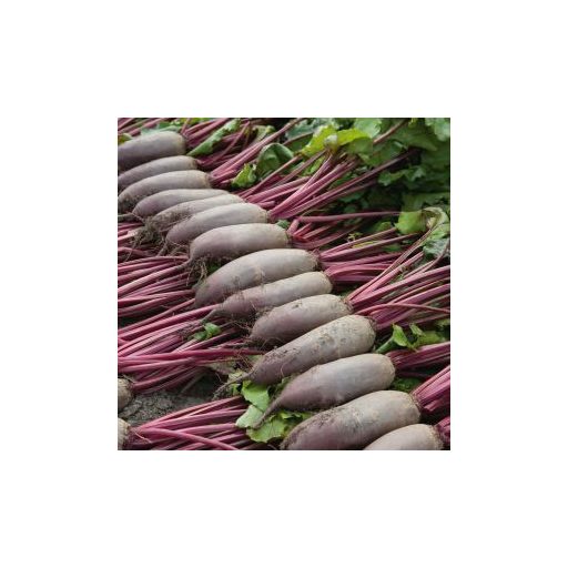 Cékla Alto F1 Hengeres Precíziós Mag Bejo - 10.000 szem