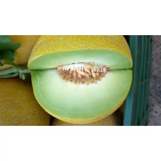 Sárgadinnye Waller F1 Precíziós Nunhems - 1000 szem