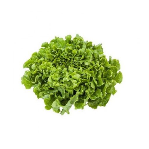 Saláta Anconi (11-602) RZ Endívia - 1000 szem