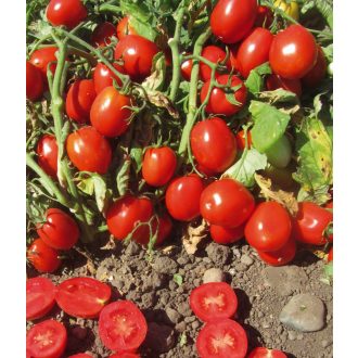 Paradicsom UG 124 F1 Orosco - 10.000 szem