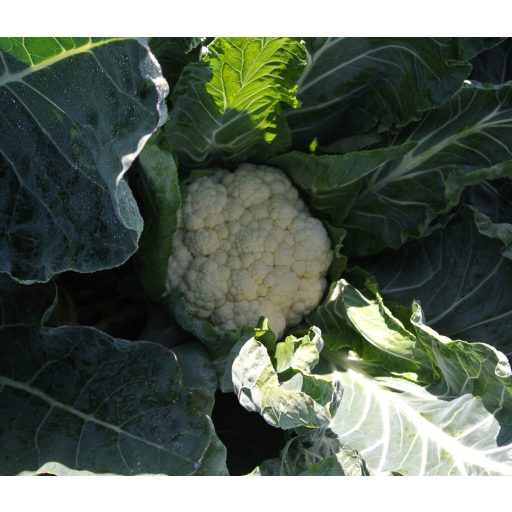 Karfiol Trident F1 EliTop ZFW - 2500 szem