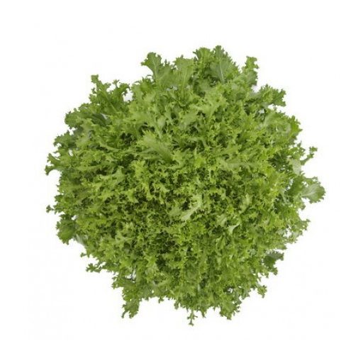 Saláta Berlinal (11-206) RZ Endívia - 1000 szem