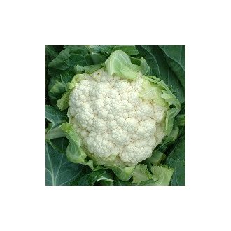 Karfiol Locris F1 Hazera Genetics - 2500 szem