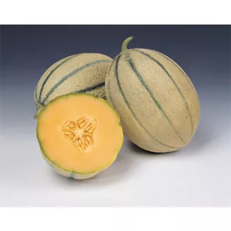 Sárgadinnye Proteo F1 Syngenta - 500 szem