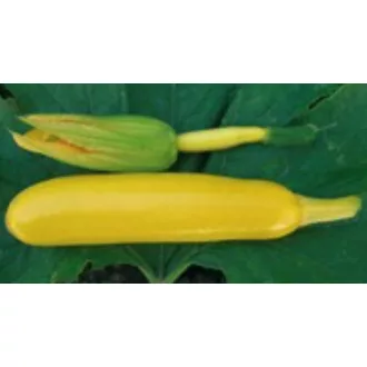 Cukkini Soleil F1 Enza - 250 szem