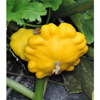 Patisszon Sunseance F1 Semo - 25g