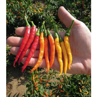 Paprika Damian Chili Semo - 500szem
