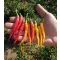 Paprika Damian Chili Semo - 500szem