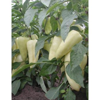 Paprika Claudius F1 Orosco - 500 szem