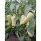 Paprika Claudius F1 Orosco - 500 szem