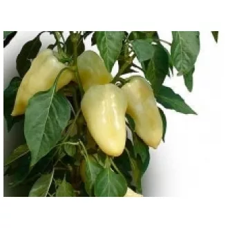 Paprika Hétvezér F1 Duna - 1000 szem