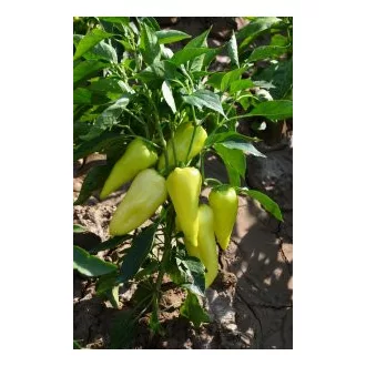 Paprika Promontor F1 Duna - 1000 szem