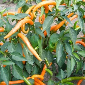 Paprika Kilian Chili Semo - 500 Szem
