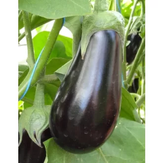 Tojásgyümölcs Classic F1 ZFW - 10 gramm