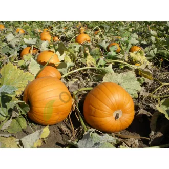 Sütőtök Yellowboys F1 (Halloween Tök) Semo - 50g