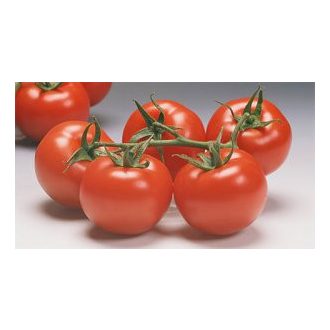 Paradicsom Climberley F1 Syngenta - 500 szem