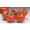 Paradicsom Climberley F1 Syngenta - 500 szem