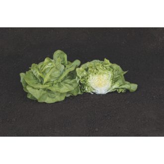 Saláta Luceris Pilírozott Bejo - 5000 Szem