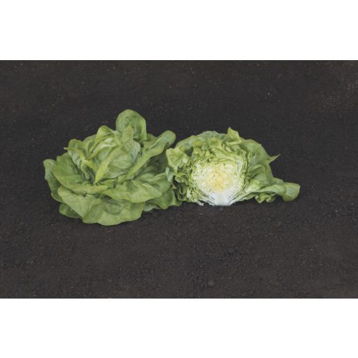 Saláta Luceris Pilírozott Bejo - 5000 Szem