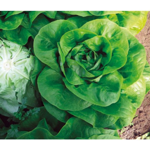 Saláta Vanessa ISI 49212 ZFW - 1000 szem