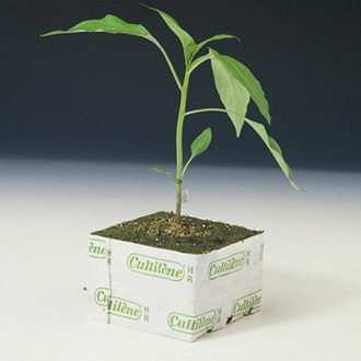Paprika Alany Snooker F1 Syngenta - 500 szem