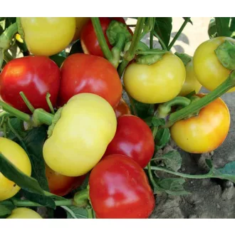 Paprika Ontara ZFW - 1000 szem