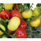 Paprika Ontara ZFW - 1000 szem
