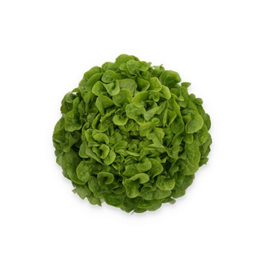 Saláta Kidow (83-104) RZ Tölgylevelű - 1000 szem