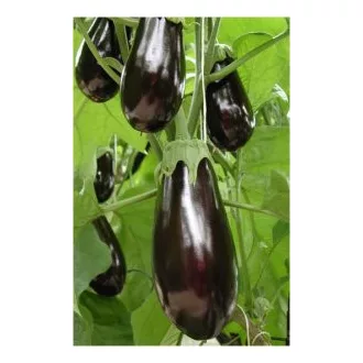 Tojásgyümölcs Habana F1 Semillas Fito - 250 szem