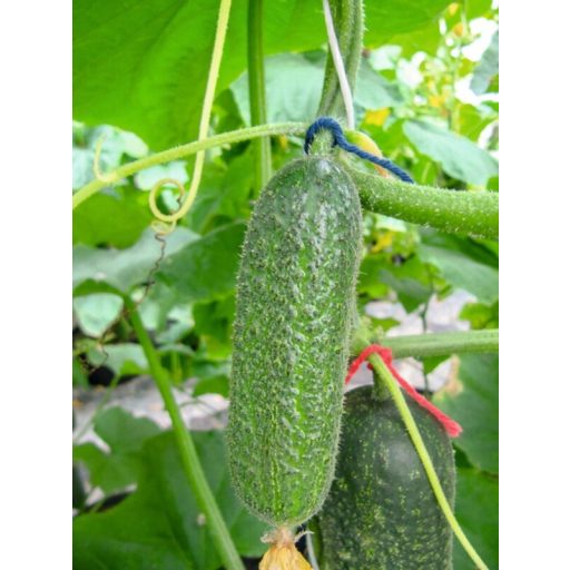 Uborka Cosima F1 Alfal. - 250 szem