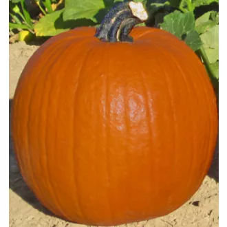   Sütőtök Early King Hakkoween (Halloween Tök) Syngenta - 500 szem