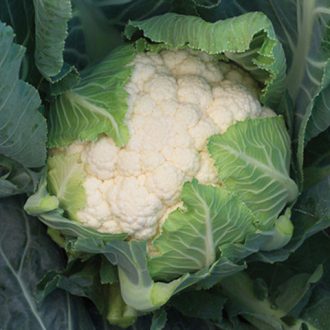 Karfiol Clarina F1 Syngenta - 2500 szem