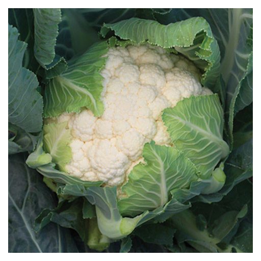 Karfiol Clarina F1 Syngenta - 2500 szem