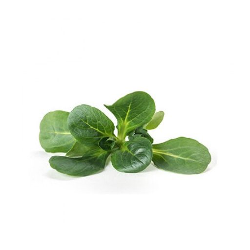 Saláta Madársaláta Cupra (50-300) RZ - 100.000 szem