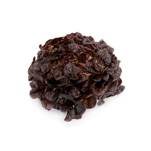 Saláta Romai (83-575) RZ Tölgylevelű - 1000 szem