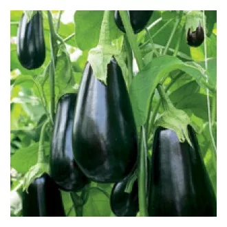 Tojásgyümölcs Madonna F1 Seminis - 100 szem