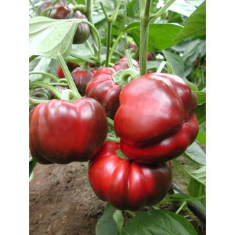 Paprika Darius F1 Orosco - 500 szem