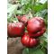 Paprika Darius F1 Orosco - 500 szem