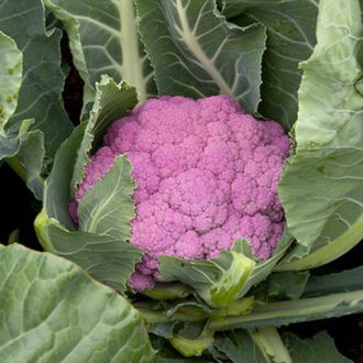 Karfiol Depurple F1 Syngenta - 2500 szem