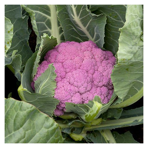 Karfiol Depurple F1 Syngenta - 2500 szem